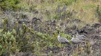 Hawaiian Wildlife Discovery Tour