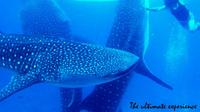 Whale Shark Piscine Expérience et Tumalog Falls Cebu