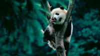 Day Tour: panda Base et Grand Bouddha de Leshan