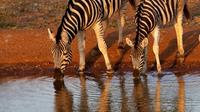 8 Jours Kenya Safari Lodge Adventure