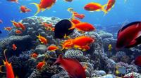 Day Tour to Sharm El Naga Beach for Snorkeling from Hurghada