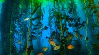Scuba Diving in Giant Kelp Forest