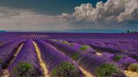 Violet Tour: une journée complète sur la Route de la Lavande