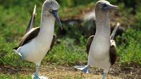 8-Day Tour of Quito and Galapagos Islands