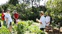 Full-Day Private Colombian Coffee Tour Filandia and Salento from Armenia