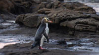 Full-Day Wildlife Tour from Dunedin 