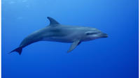 Rangiroa Scuba Diving