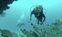 Marietas Islands National Park Certified Diving Trip