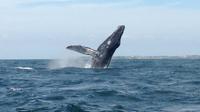 Whale Watching Snorkeling Trip at Marietas Islands National Park