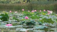 Lake Chini Tour