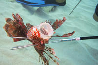 Spearfishing in West Maui