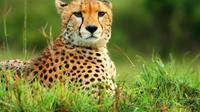 Kruger National Park Overnight Guided Safari Tour from Johannesburg 