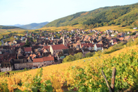 Route des vins d'Alsace : visite-dégustation au départ de Strasbourg