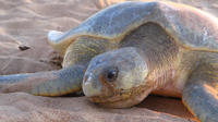 Darwin Sunset Turtle Encounter