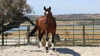 Horse Riding in Alentejo