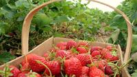 Davao Countryside Agri-Tours