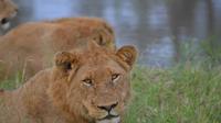 Kruger Park Guided Full Day Safari from Hazyview