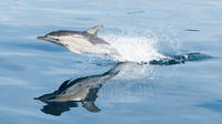 Swimming with Dolphins at Portugal's Terceira Island