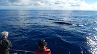 Whale Watching Off Portugal's Coast