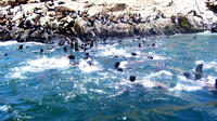 Palomino Islands Cruise and Swimming with Sea Lions Experience from Lima