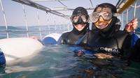 Full-Day Private Great White Shark Cage Diving and Wine Tasting Experience from Cape Town