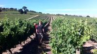 Private Wine Tour of Stellenbosch from Cape Town photo 1