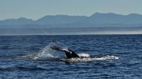 Whales and Wine Day Tour from Cape Town