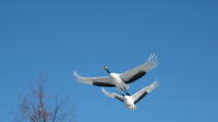 Japanese Red-Crowned Crane Observation Tour in Toro