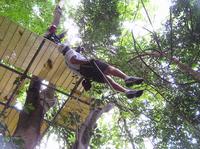 Canopy Zip Line and Safari Tour from Falmouth 