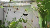 Le Butterfly House Modica Visite