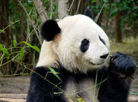 Excursion d'Une journée au Temple des Lamas, au jardin des Pandas et à l'ancien autel à Pékin