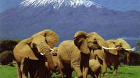 6 Days Amboseli, Lake Nakuru, Masai Mara Wildlife Safaris All Inclusive