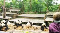 Chengdu Highlights Small-Group Day Tour of the Panda Research Base and the Leshan Giant Buddha