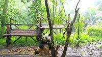 Chengdu Impressions Day Tour including the Sichuan Cuisine Museum and Giant Pandas
