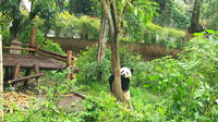 Chengdu Private Panda Trip with Afternoon Private Custom Tour