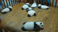Private Chengdu Experience Tour including Giant Pandas and the Sanxingdui Museum