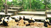 Private Half-Day Panda Base Trip from Chengdu