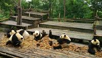 Private Tour: Customize Your Perfect Day in Chengdu 