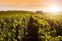Tur til Champagne-regionen fra Paris med to prøvesmakinger Tur til Champagne-regionen fra Paris med to prøvesmakinger
