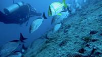 Diving at Barra Beach in Deep Waters