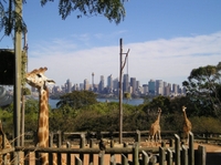 Sky Safari et découverte des Australiens ANIMALS Dans le zoo de Taronga à Sydney