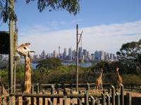 Sydney Taronga Zoo's Australian Animals Tour and Sky Safari
