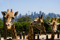 Ticket grande publique versez le zoo de Taronga de Sydney