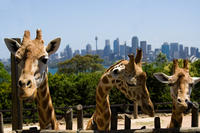 Ticket grand public pour le zoo de Taronga de Sydney image 1 Ticket grand public pour le zoo de Taronga de Sydney image 1