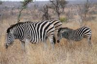 Full-Day Kruger Park Safari from Nelspruit, Whiteriver or Hazyview