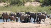 Tweedaagse safari Krugerpark vanuit Nelspruit, Whiteriver of Hazyview Tweedaagse safari Krugerpark vanuit Nelspruit, Whiteriver of Hazyview