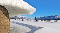 Yukon Traîneau à chiens Visite