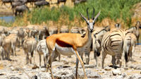 5-Day Family Friendly Tour of Etosha from Windhoek