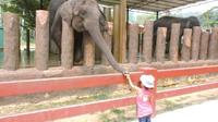Private Day Tour to Elephant Orphanage Sanctuary