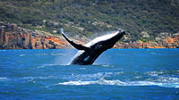 Sydney Harbour Whale Watching Sightseeing Tour via Helicopter and Sailing Yacht